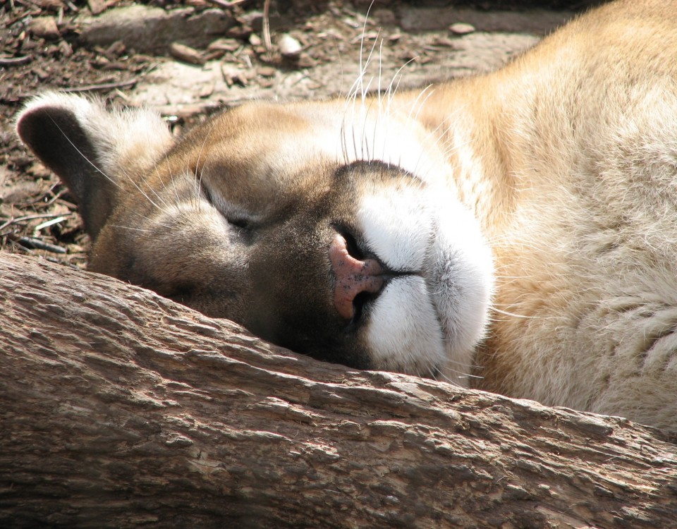 צילום פומה בפטגוניה צ'ילה עולם הספארי