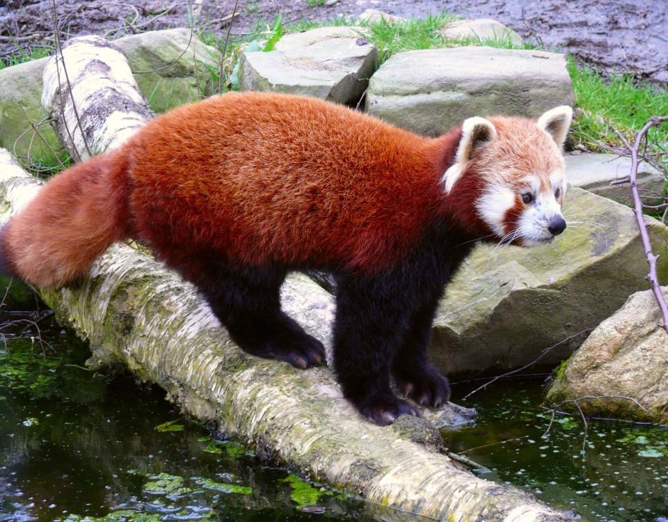 פנדה אדומה בנפאל טרקים בנפאל טרקים בהודו עולם הספארי