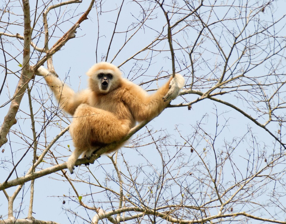 שמורת קאו יאי תאילנד עולם הספארי