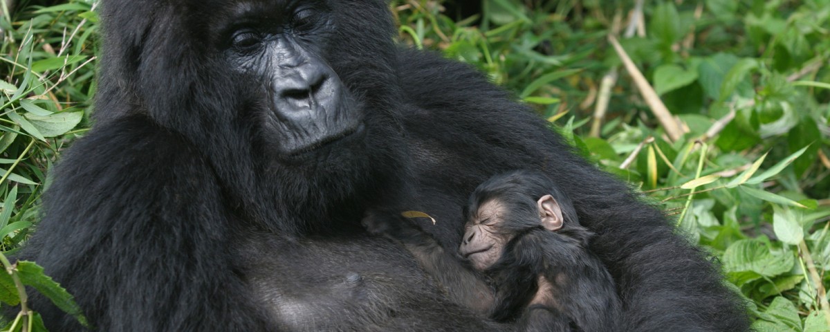 ספארי גורילות ושימפנזים באוגנדה עולם הספארי
