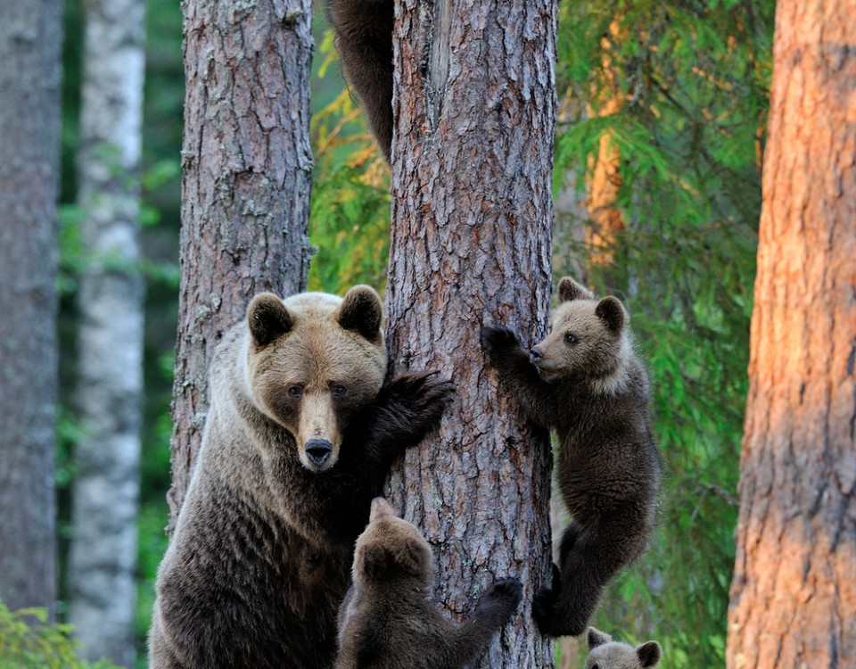 דובים באסטוניה עולם הספארי