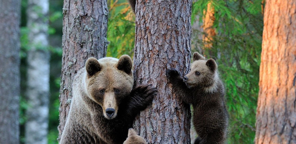 דובים באסטוניה עולם הספארי