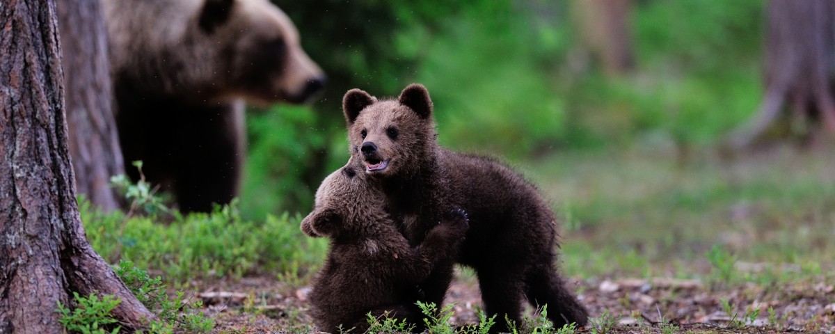 ספארי דובים בסלובניה עולם הספארי