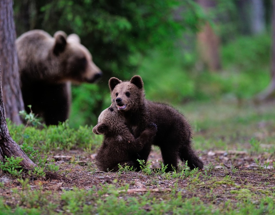 ספארי דובים בסלובניה עולם הספארי
