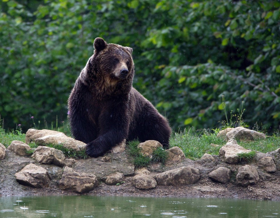 ספארי דובים ברומניה עולם הספארי