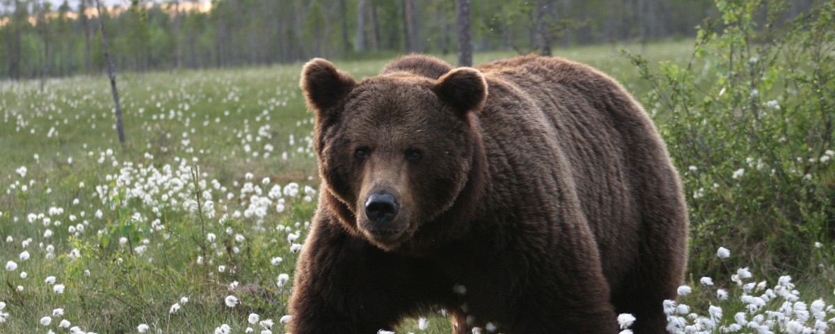 צילום דובים בפינלנד עולם הספארי