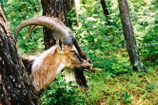 טרקים בגאורגיה עולם הספארי