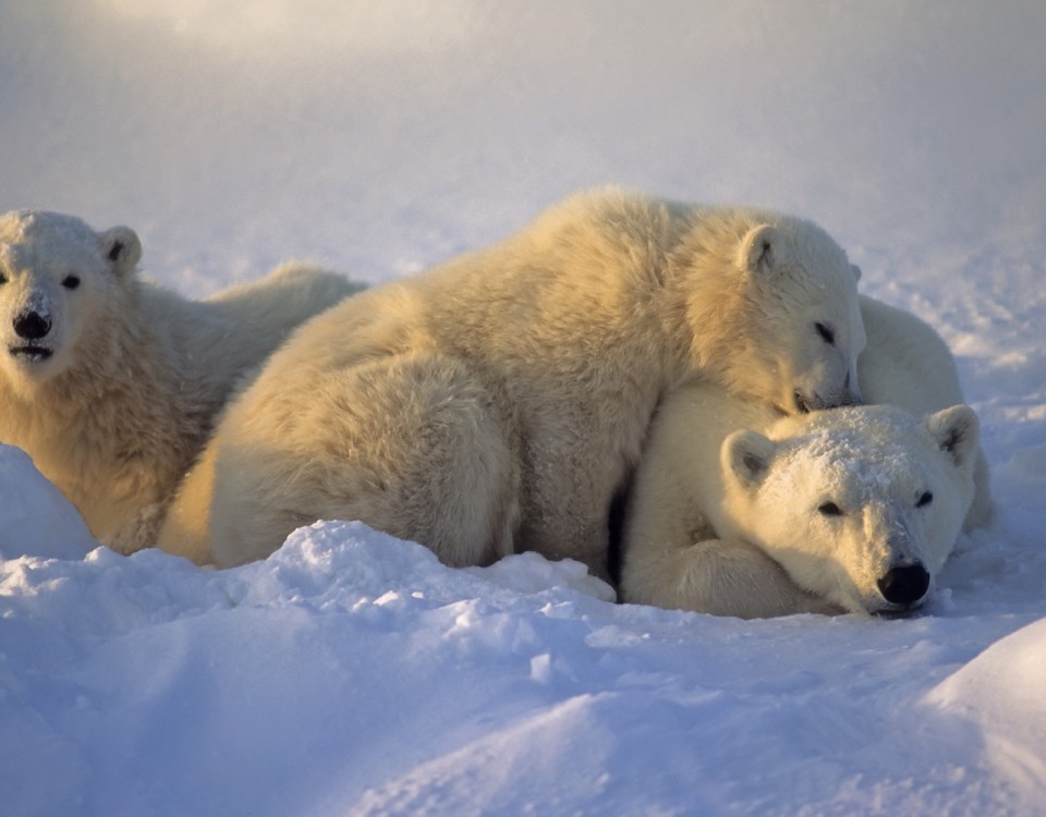 דובי קוטב במניטובה עולם הספארי