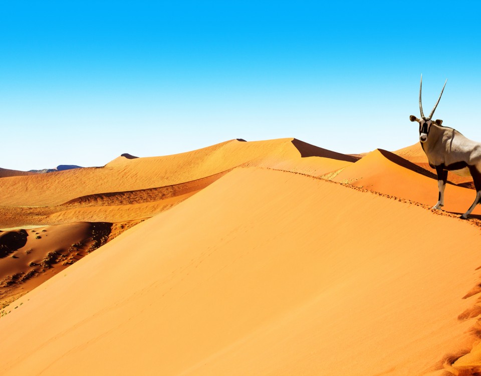 טיול בדיונות בנמיביה עולם הספארי