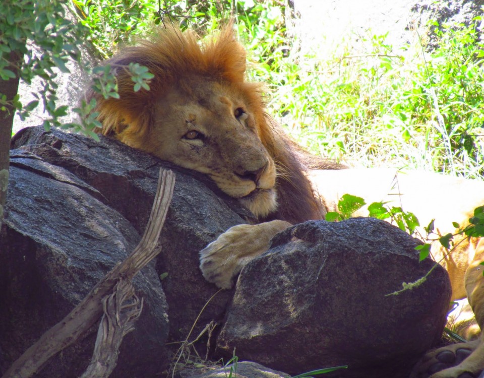 ספארי קלאסי בטנזניה עולם הספארי אריה בסרנגטי