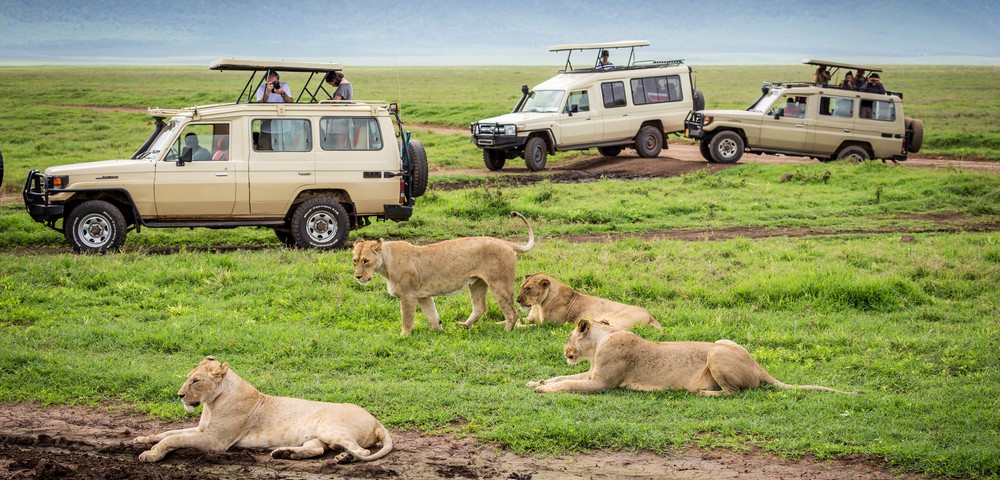 ספארי קלאסי במסגרת קבוצתית עולם הספארי אריות בסרנגטי