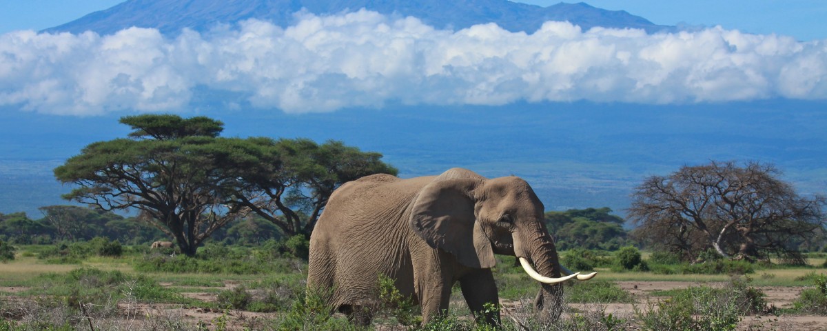 טיפוס לקילימנג'רו עולם הספארי