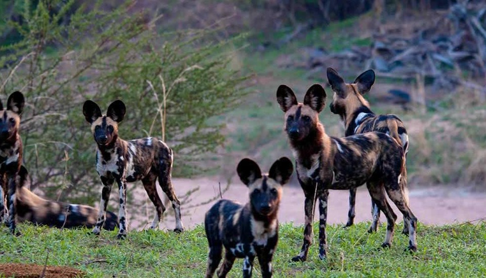 ספארי בשמורת סלו עולם הספארי כלבי בר אפריקאיים