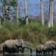 פילים בקזירנגה עולם הספארי ספארי בהודו
