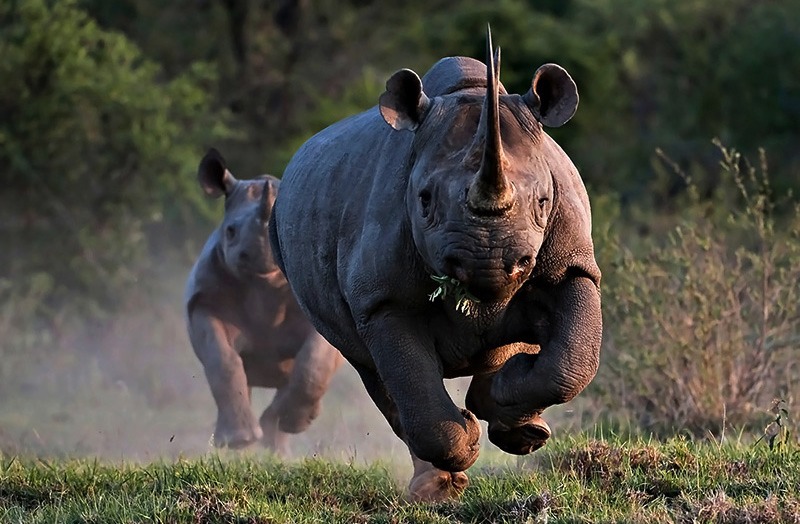 ספארי קבוצתי בקניה עולם הספארי קרנף