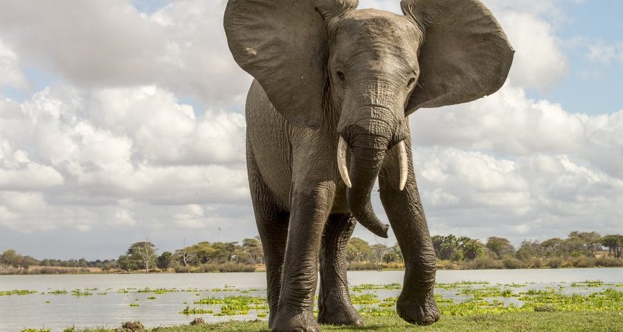 ספארי בשמורת סלו ונופש בזנזיבר עולם הספארי