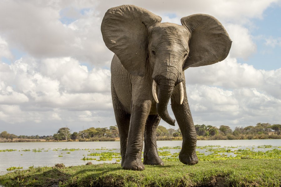 ספארי בשמורת סלו ונופש בזנזיבר עולם הספארי