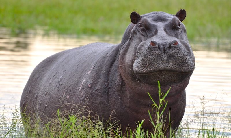 ספארי במפלי ויקטוריה עולם הספארי דרום אפריקה דרך הגנים